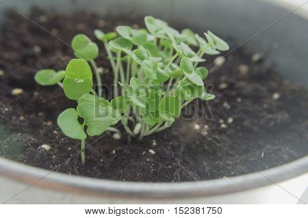 basil sprouts, that are growing on the windowsill in flower pot