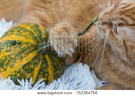 Curious cute red cat is waiting for Halloween