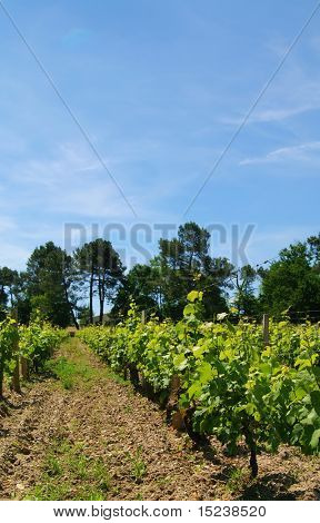 plantacji winorośli