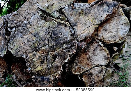 Logs for a long time so that the beauty.