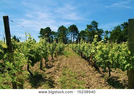 plantacji winorośli