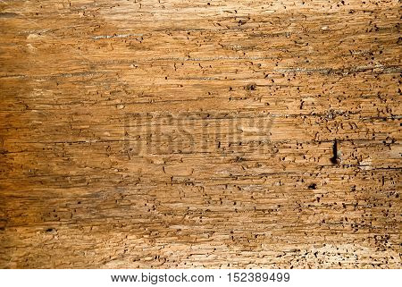 Old wooden boards background full of shipworm holes texture