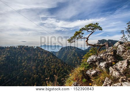 Sokolica - View Of The More Than 500 Year Old Pine Dwarf.