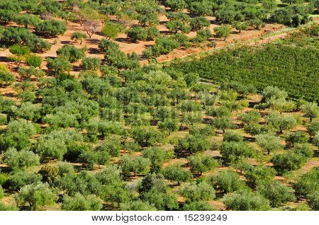 Olivenhain In Mont-Roig Del Camp, Spanien