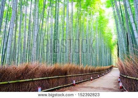 Bamboo Forest in Japan