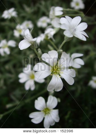 Fiore bianco