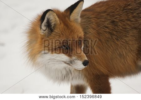 a european red fox standing in snow