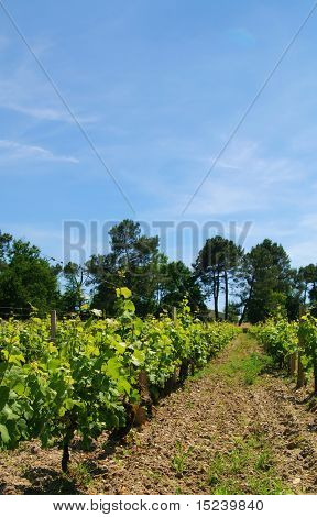 plantacji winorośli