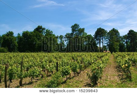 plantacji winorośli
