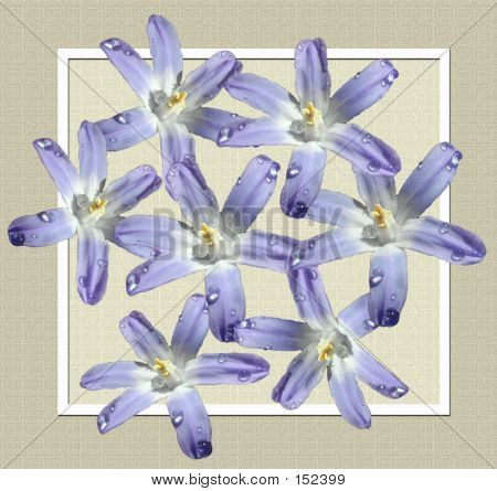 Fiori viola