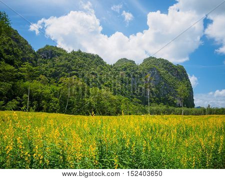 Yellow flower fields with mountain and blue sky background