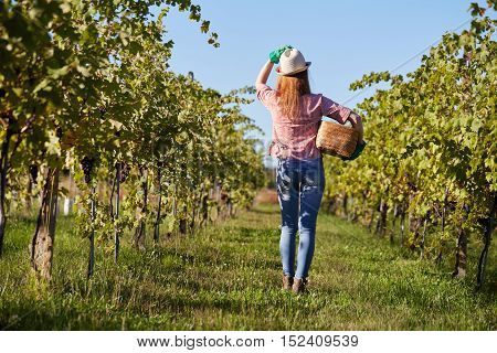 Beautiful young blonde woman harvesting grapes outdoors in vineyard
