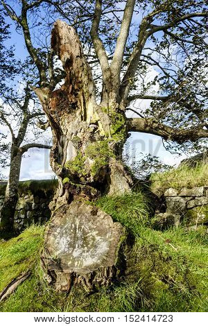 Remains of an old tree with tree trunk showing rings giving indication of age beside ancient drystone wall.