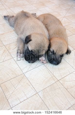 Two of German Shepherd puppies sleeping on the tileselective focused