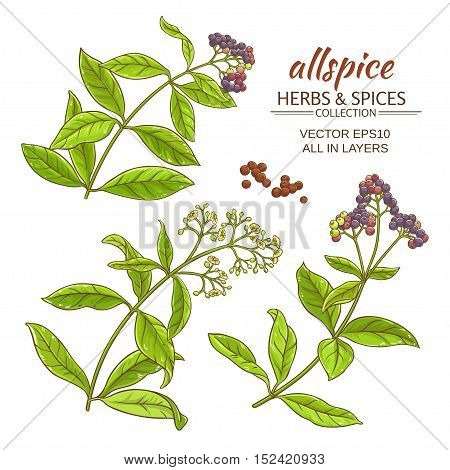 allspice plant vector set on white background