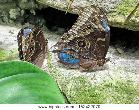 The Common Morpho butterflies in garden of Niagara Falls Ontario 16 July 2016 Canada