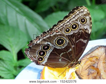The Common Morpho butterfly in garden of Niagara Falls Ontario 16 July 2016 Canada