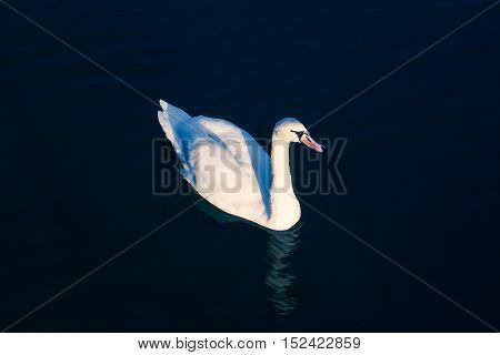 Swan. White Swan. White on black. Bright white swan backlit on a dark blue water.