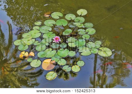 View from a water lily on a lake