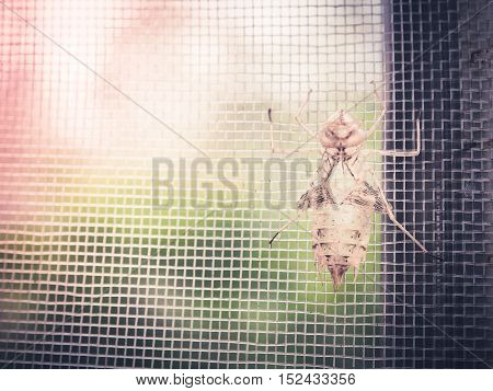 Empty cicada shell or casing from moulted cicada insect  in the morning sunlight