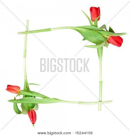 흰색, 프레임에 빨간 튤립