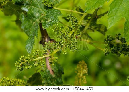 Unripe Grape Bunches