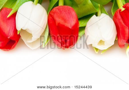 아름 다운 붉은 색과 흰색 튤립