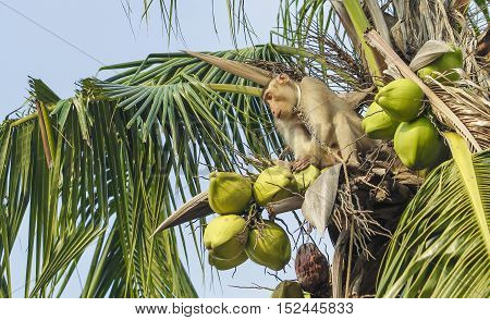 Monkey Pick Up A Coconut From A Tree.