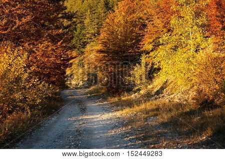 Rural road through the autumn forest Rodopi mountain Bulgaria