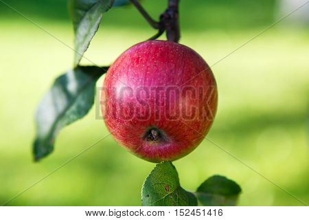Ripe red Apple in the garden. Fruit harvest in the autumn. The nature of agricultural food. Apples in autumn garden close up.