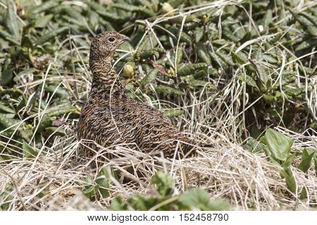 Rock Ptarmigan female standing in the midst of wild rosemary summer day