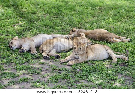 Jung lions sleeping on the grass in Serengeti Tansania