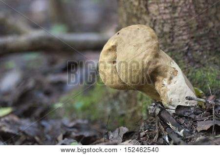 Calvatia excipuliformis mushruum in a forest close up
