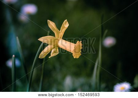 Close up of a beautiful yello narcissu in the morning. Yellow daffodils. Farden flower