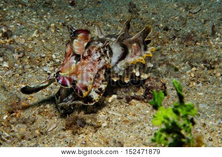 An extremely venomous flamboyant cuttlefish is swimming close to a sea bottom, Puerto Galera, Philippines