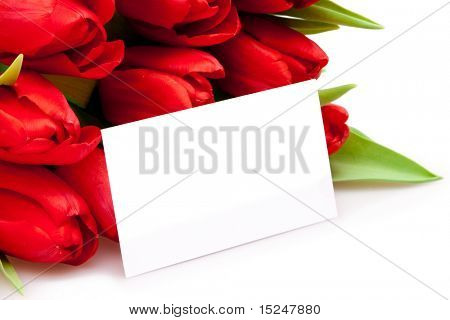 화이트에 아름 다운 빨간 튤립