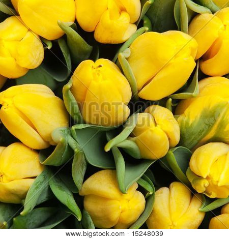 krásné žluté tulipány, velké kytice