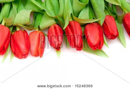 화이트에 아름 다운 빨간 튤립