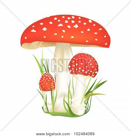 Mushrooms-frame-4A-autumn