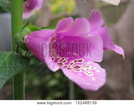 Close up of a pink foxglove fox glove flower in garden