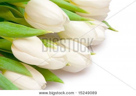 흰색 아름 다운 화이트 튤립