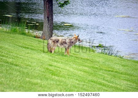 A wild coyote (Canis latrans) stands beside the shore of a small lake in the Wesmere Country Club subdivision of Joliet, Illinois during May.