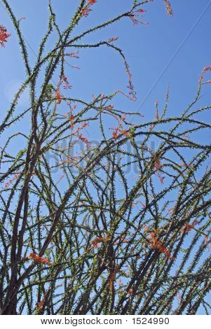 Occittia kaktus planter