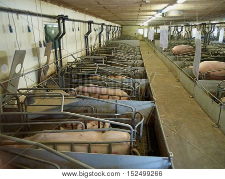 Inside view of a modern breeding pigs farm Denmark