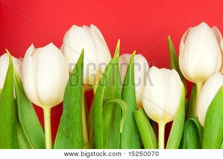 아름 다운 흰 튤립 레드