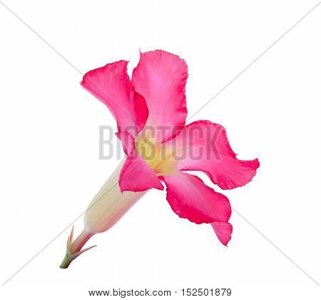 Desert Ros Impala Lily Mock Azalea flower isolated on white