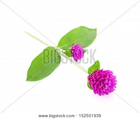 globe amaranth beauty flower isolated on white