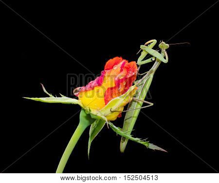 Green Praying Mantis Mantis religiosa sitting on a rosebud isolated on black cleaning its legs from water droplets. Outside of Europe this species is also called European Mantis.