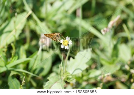 Closeup butterfly on flower. Butterfly on flower in tropical garden or in nature.