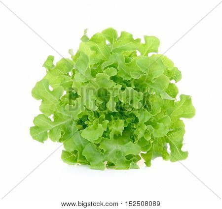 green oak lettuce isolated on white background